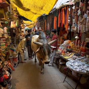 Heilige Kuh, die auf dem Hauptmarkt von Varanasi Benares in Indien frei herumläuft