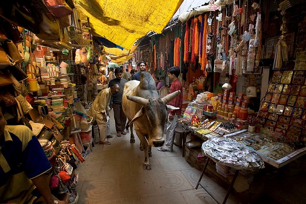 Holy Cow roaming freely in the Main market Varanasi Benares India